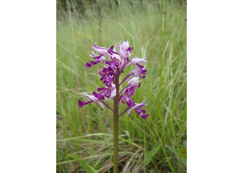 Helm-Knabenkraut (Orchis militaris) - © Philipp Sengl